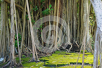 Jungle roots Stock Photo