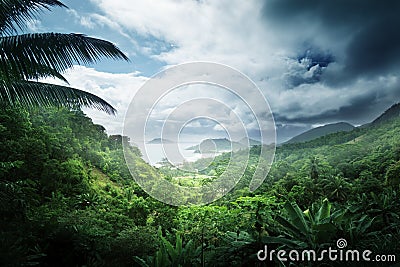 Jungle of seychelles island Stock Photo