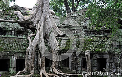 The jungle temple ta prohm in angkor Stock Photo