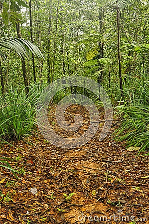 Jungle trail, Costa Rica Stock Photo