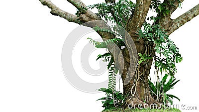 Jungle tree trunk with climbing Monstera Monstera deliciosa, birdâ€™s nest fern, philodendron and forest orchid green leaves Stock Photo