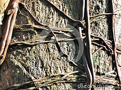 A jungle vine's tenacious hold on a tree. Stock Photo