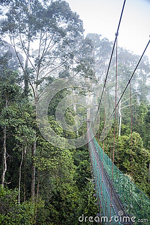Jungle Walkway through Cloudforest Stock Photo