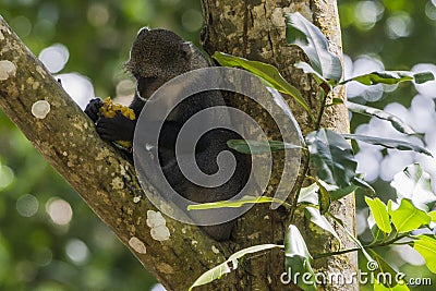 Jungle in Zanzibar Stock Photo