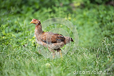 Junglefowl Stock Photo