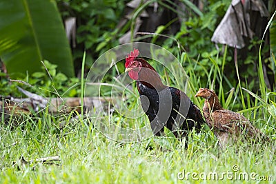 Junglefowl Stock Photo