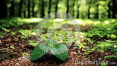 Jungles, Ponds, and Trees in a Picturesque Landscape from Dusk to Dawn Stock Photo