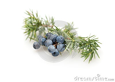 Juniper Berries Stock Photo