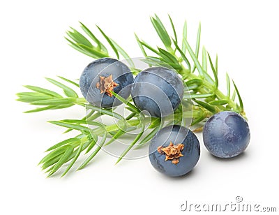 Juniper berries isolated Stock Photo