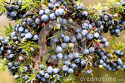 Juniper berries Stock Photo