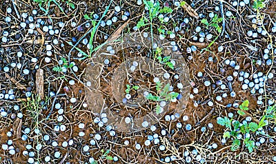 Juniper Berries Scattered on the Ground Stock Photo