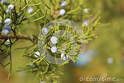 Juniper Berry closeup branch, macro wild nature, ripe berry Stock Photo