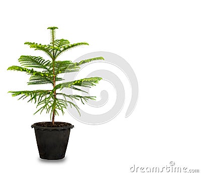 Juniper bonsai tree of pine in pottery with copy space on white for add text or website plant design. Juniperus procumbens Stock Photo