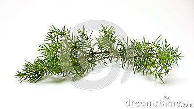 Juniper branch Stock Photo