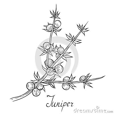 Juniper branch with berries Vector Illustration