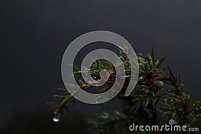 Juniper branch bush after rain. Wet juniper. Green Juniper Berries. Juniper growing in the mountains of Norway. Stock Photo