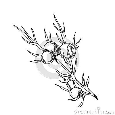 Juniper branch line illustration Cartoon Illustration