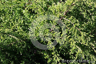 Juniper branches forming natural background Stock Photo