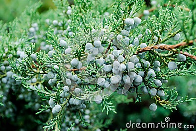 Juniper Bush Stock Photo