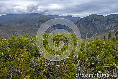 Juniper bush with berries with mountains and sky background. Stock Photo