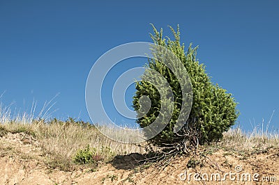 Juniper bush on dry sandy soil Stock Photo