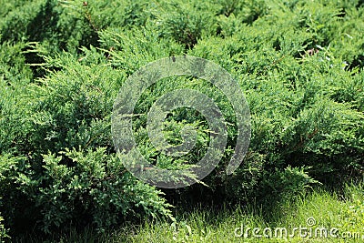 Juniper bushes Stock Photo