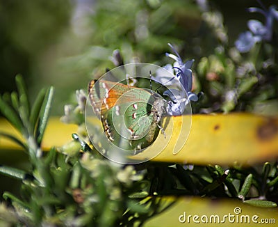 A Juniper Hairstreak lands on blooming Rosemary Stock Photo