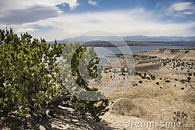 Juniper,Lake, and Mountains Stock Photo