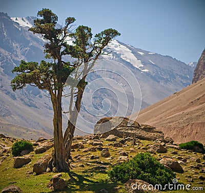 Juniper and mountains Stock Photo