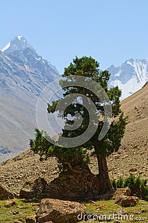 Juniper and mountains Stock Photo