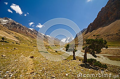 Juniper and mountains Stock Photo