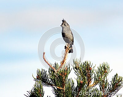 Juniper titmouse Stock Photo