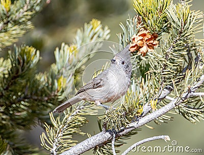 Juniper Titmouse Stock Photo