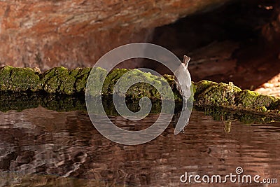 Juniper titmouse getting a drink of water Stock Photo