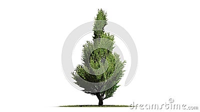 Juniper Topiary tree Stock Photo
