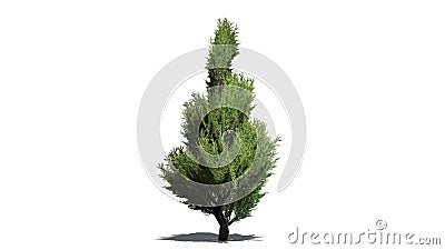 Juniper Topiary tree Stock Photo