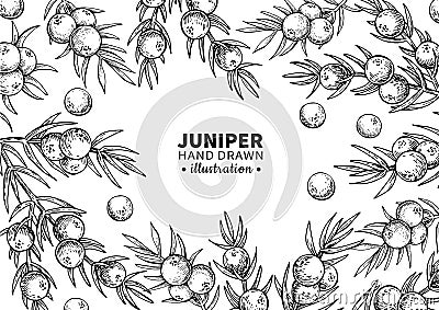 Juniper vector drawing frame. Isolated vintage template of berr Vector Illustration