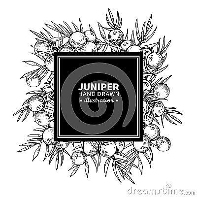 Juniper vector drawing frame. Isolated vintage template of berr Vector Illustration