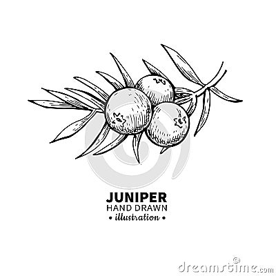 Juniper vector drawing. Isolated vintage illustration of berry on branch. Organic essential oil engraved style sketch. Vector Illustration