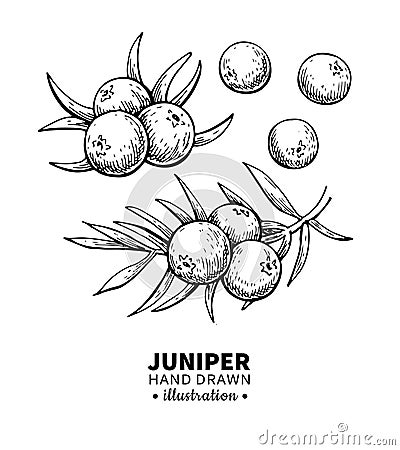 Juniper vector drawing. Isolated vintage illustration of berry on branch. Organic essential oil engraved style sketch. Vector Illustration