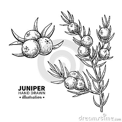 Juniper vector drawing. Isolated vintage illustration of berry on branch. Organic essential oil engraved style sketch. Vector Illustration