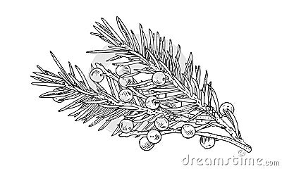 Juniper Vector illustration. Hand drawn graphic clip art of gin berry. Linear drawing of juniperus bush branch. Outline Vector Illustration