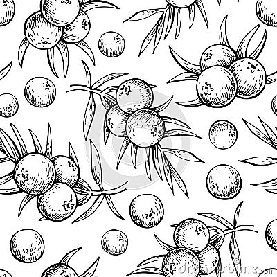 Juniper vector seamless pattern drawing. Isolated vintage background with berry on, branch. Vector Illustration