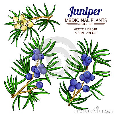 Juniper vector set Vector Illustration