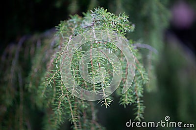 Juniperus communis branches close up Stock Photo