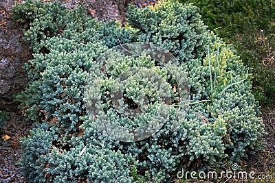 Juniperus squamata is a species of juniper native to the Himalayas. Stock Photo