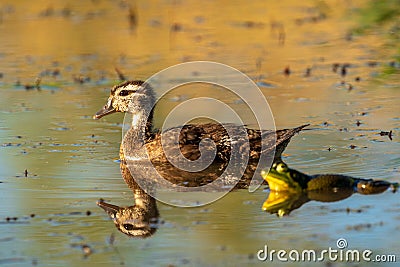 Friends Stock Photo