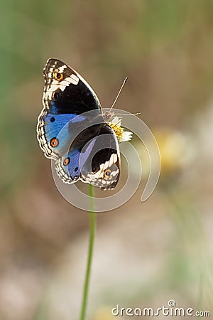 Junonia orithya wallacei (Blue Pansy) Male Stock Photo