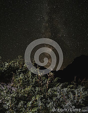 JunÃ­perus commÃºnis bush in the mountains of Turkey in the foreground, against the background of the night milky way Stock Photo