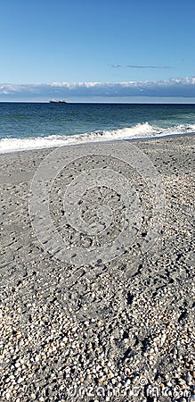 Jupiter beach florida shells coast Stock Photo